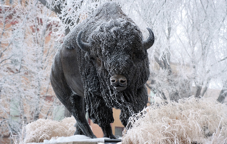Photo: Bison statue on the NDSU campus in winter
